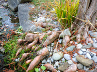 <p>Aus der Familie der Zypressengewächse kommt die Gattung der Sumpfzypresse&nbsp;(Taxodium), die nur aus zwei Arten besteht. Vor Millionen von Jahren auch in…</p>