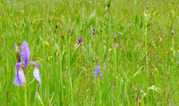 <p>Das Reusstal beherbergt den schweizweit grössten Bestand der Sibirischen Schwertlilie. Diese grazile Pflanze charakterisiert wechselfeuchte…</p>