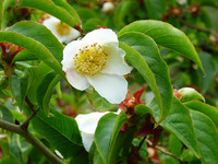 <p>Stewartia pseudocamellia, die Scheinkamelie, ist mit neun Arten in Ostasien und dem östlichen Nordamerika vertreten. Sie gehört zu den Theaceae…</p>