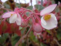 <p>Der Falsche Mehltau ist bei Impatiens walleriana seit einigen Jahren ein grosses Problem. Alternativen werden zahlreich genannt und angeboten. Ein…</p>