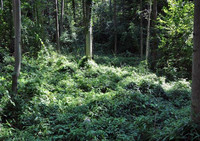 <p>In der Bewertung der Neophytenproblematik zerfällt die Grüne Branche nicht selten in Interessengruppen mit weit auseinanderklaffenden Positionen. Der…</p>