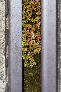 <p>Eine Pflanzengruppe, die besonders gut mit den trockenwarmen Bedingungen der Stadtnatur zurechtkommt, sind die Fetthennen oder Mauerpfeffer. Die…</p>