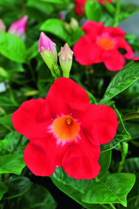 <p>Im Beet- und Balkonpflanzensortiment sind Mandevillas – auch Dipladenien genannt – ein sicherer Wert. Die pflegeleichten und immer blühenden Pflanzen…</p>