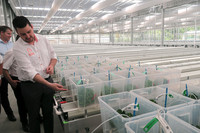 <p>Nach einjähriger Bauzeit nahm die Firma Dümmen Orange ihr neues Elitegewächshaus am Standort Rheinberg-Eversael (D) in Betrieb. Es wird zukünftig die…</p>