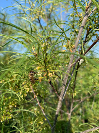 <p>Der Faulbaum (Frangula alnus) ist ein anwenderfreundliches Multitalent. Er hat von feuchten Auenstandorten bis zu sonnigen Hanglagen eine weite…</p>