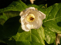 <p>Selten gibt es in der Welt der Botanik einen solchen Fund wie diesen. </p>