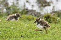 <p>Ob es um den Schutz von Steinkauz oder Eisvogel geht, um mehr Hecken und Obstgärten oder die Biodiversitätsinitiative: BirdLife Schweiz engagiert sich…</p>