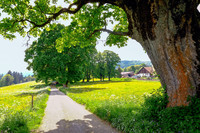 <p>Die Stiftung Landschaftsschutz Schweiz (SL) ernennt seit 2011 jedes Jahr eine Landschaft des Jahres. Der diesjährige Preis wurde Mitte Mai in Cernier…</p>