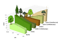 <p>Der Klimawandel wird den wirtschaftlichen Wert der Waldfläche Europas bis ins Jahr 2100 um schätzungsweise 14 bis 50 % vermindern und die…</p>
