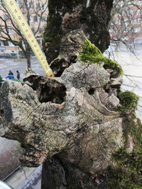 Sicherheitsrisiko: Ersatz von vier Bäumen am Röntgenplatz <p>Wie Grün Stadt Zürich mitteilt, sind vier von über 200 Bäumen beim Röntgenplatz von einem holzzerstörenden Pilz befallen, der sich rasch ausbreitet.…</p>