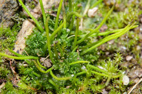 <p>Der nasse Sommer mag manchen von uns aufs Gemüt geschlagen haben, für die Flora und Fauna war der viele Regen nach den letzten zu trockenen Jahren ein…</p>