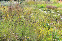 <p>In der Biologie sprechen wir von einer Klimax-Vegetation, wenn in einer Pflanzengesellschaft eine gewisse Stabilität erreicht ist. Wie sieht es im…</p>