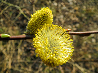 <p>Zurzeit werden in Bern laut Medienmitteilung im Auftrag der Aktion Biber &amp; Co. (Pro Natura Bern) und von Stadtgrün Bern&nbsp;Weidenstecklinge entlang der…</p>