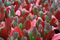 <p>Noch sind Iris die Staude des Jahres. Der Titel geht im nächsten Jahr über an die Bergenien. Mit dieser Wahl hebt der Bund deutscher Staudengärtner …</p>