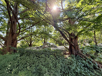 <p>Nicht nur sind seine Geschichte und sein Standort aussergewöhnlich. Von Johann Sebstian Bachs Suite Nr. 1 für Cello inspiriert, ist der ­Toronto Music…</p>