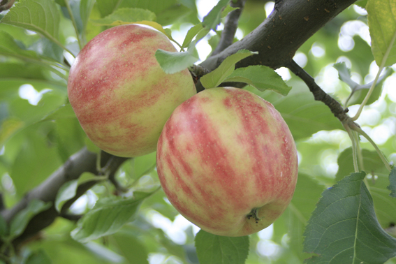 Apfel mit Spassfaktor: die