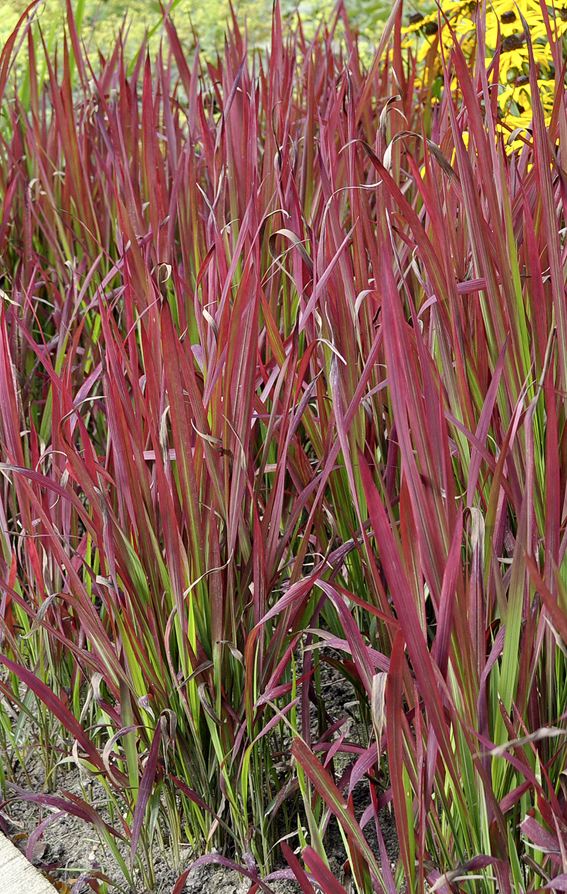 Aussergewöhnlich und wirkungsvoll