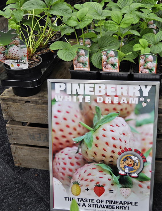 Pineberry – Erdebeeren