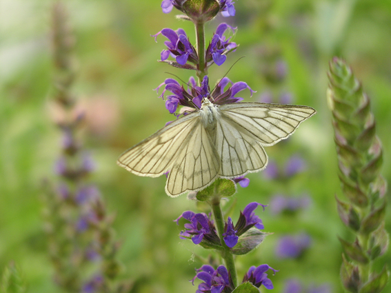 Der Schmetterling – Symbol