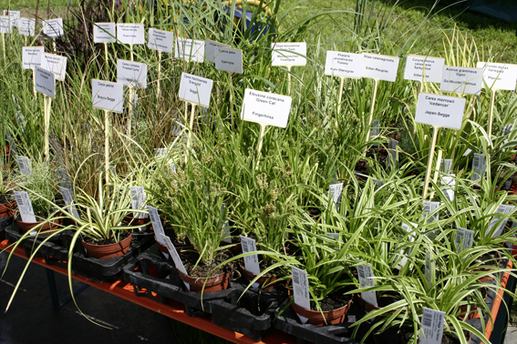 Das Sortiment der Ziergräser