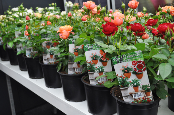 Neuen Serie der «Terrazza-Rosen»