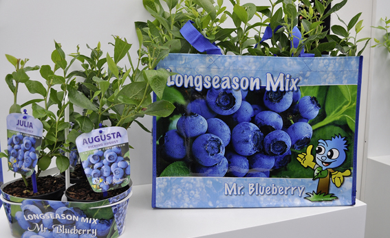 Heidelbeeren als Trendprodukt