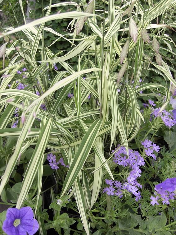 Als Ziergras mit grosser