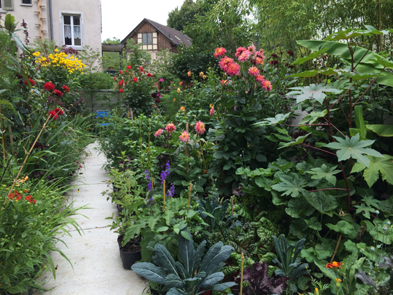 Üppige Vielfalt von Dahlien,