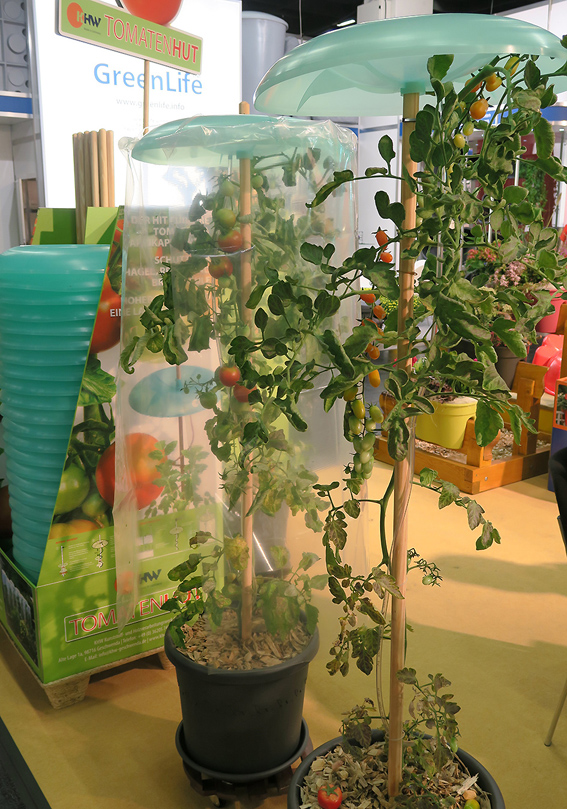 Tomatenhut von KHW: Witterungsschu