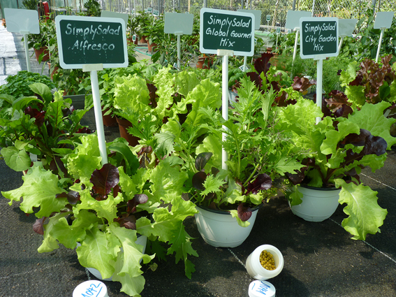 Die neue ’SimplySalad’-Serie