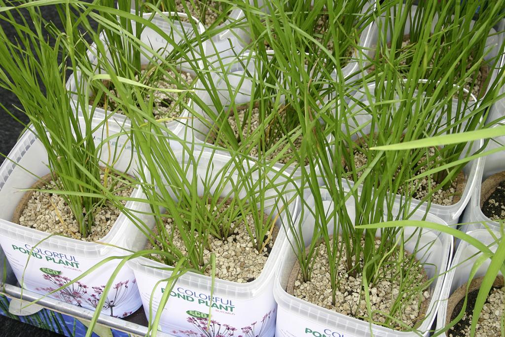 Wasserpflanzen im Biotopf
