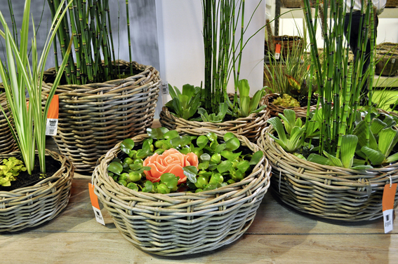 Mit «Drypot Aqua» finden