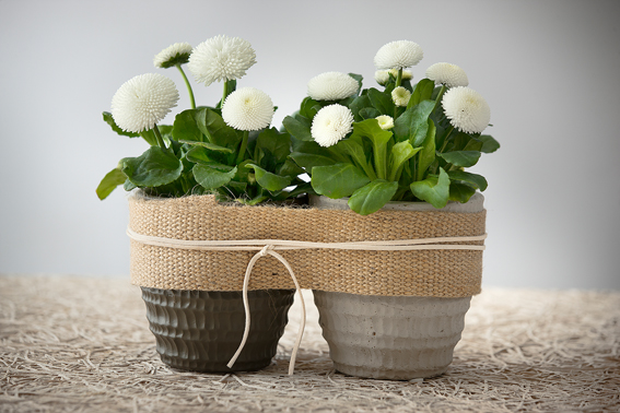 Frühjahr 2015: Harmonious