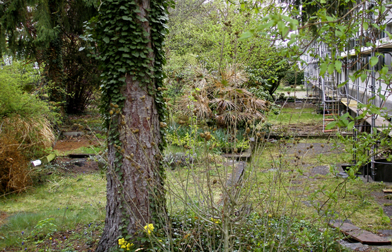 Auf dieser grünen Parzelle