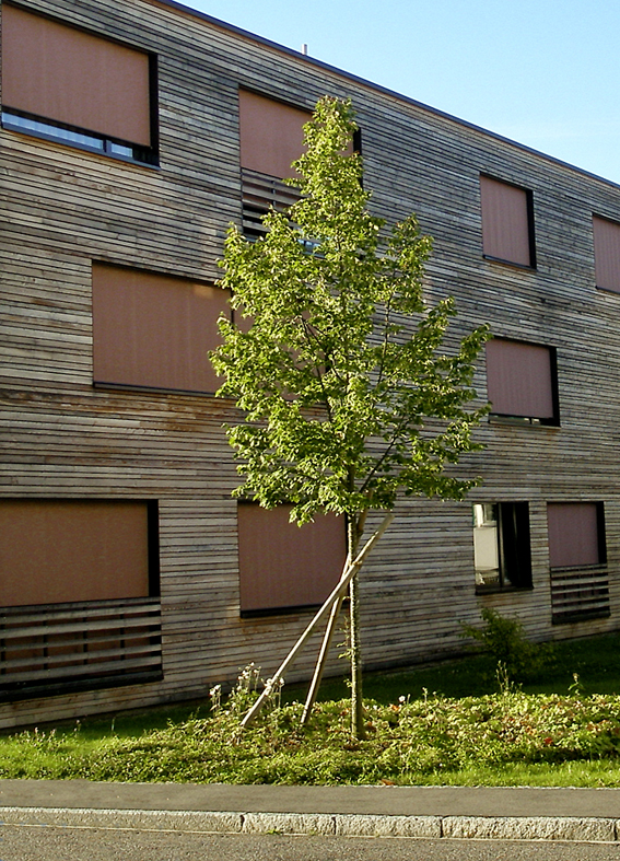 Ersatzpflanzungen nach Neubauten