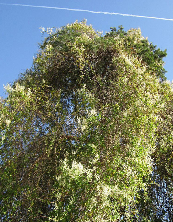 Schlingknöterich (Fallopia