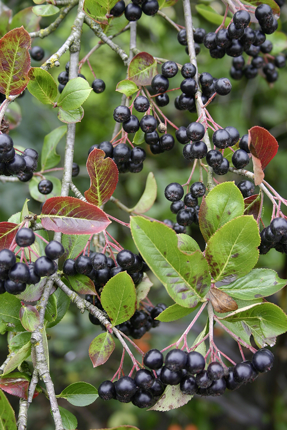Aronia: der Star im Sortiment