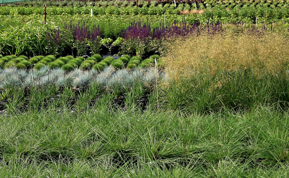 Ziergräser sind in der Produktion