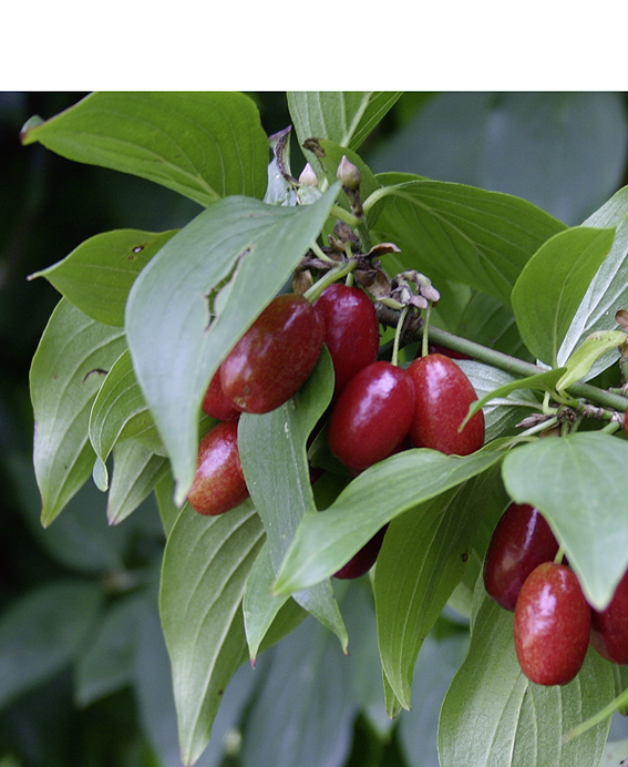 Cornus mas: ein vielseitiges