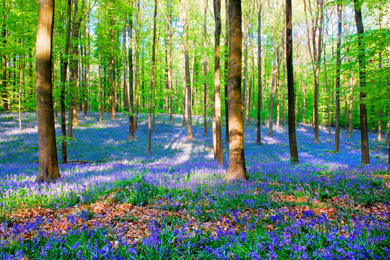 Im «Bluebells»-Schaugarten