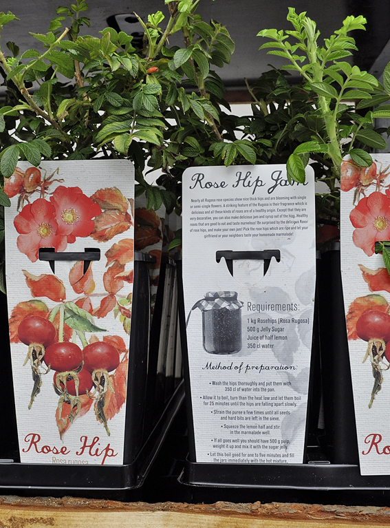 Vitaminrose-Vermarktungskonzept: