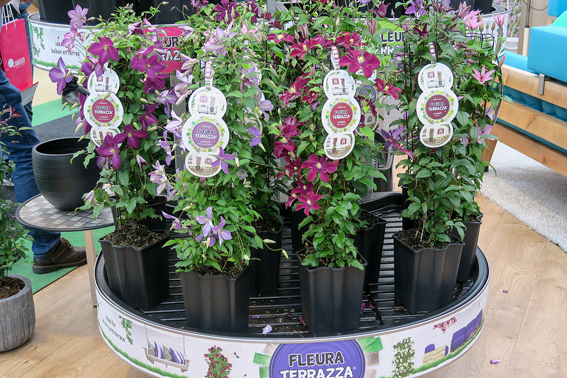 «Fleura Terrazza»: Konzept
