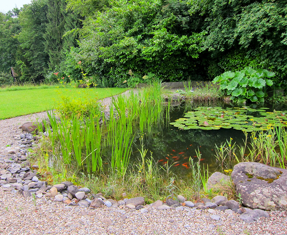 Der Weiher – zentrales