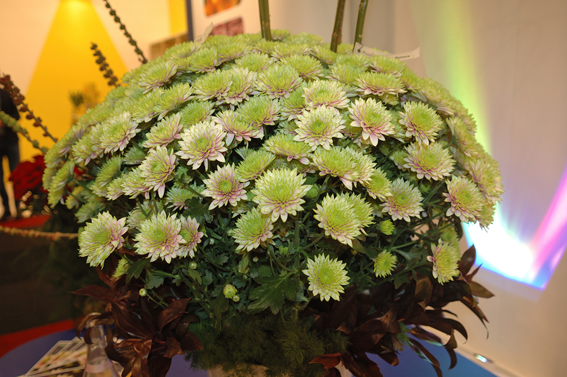 Die neue Spray-Chrysantheme