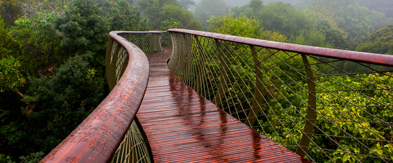 Der Tree Canopy Walkway im