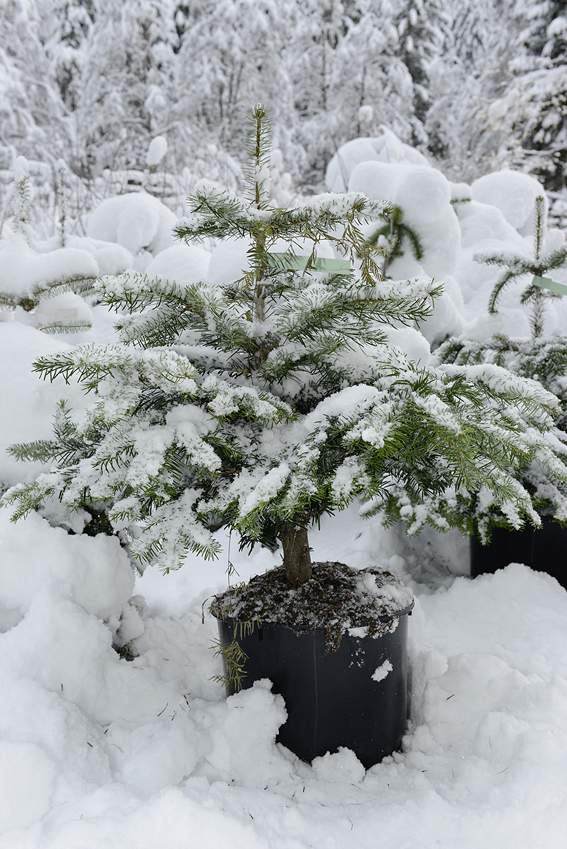 Auch die Christbäume im