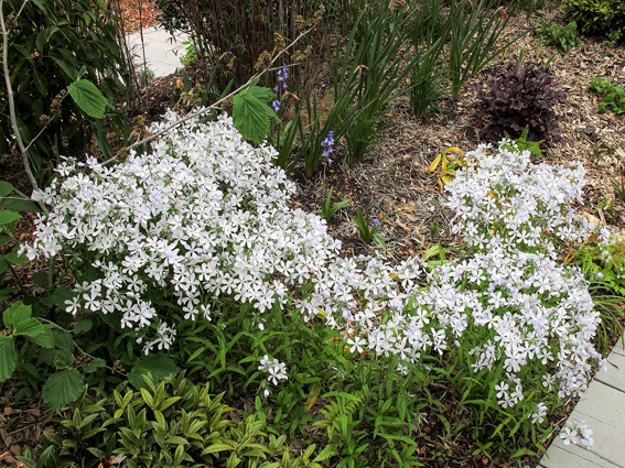 Waldphlox, Phlox divaricata