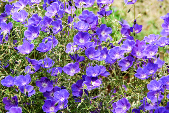 Aparte blauviolette Blüten