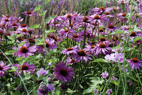 Die Blüten des Purpur-Sonnenhuts