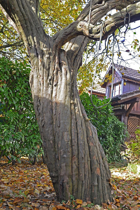 Stämme von alten Quittenbäumen